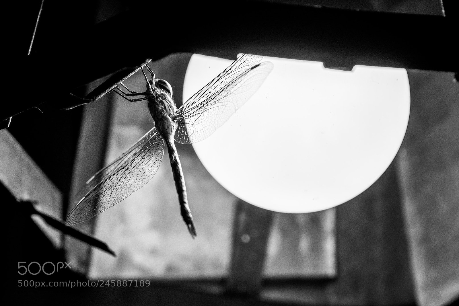 Nikon D7200 sample photo. Libélula photography
