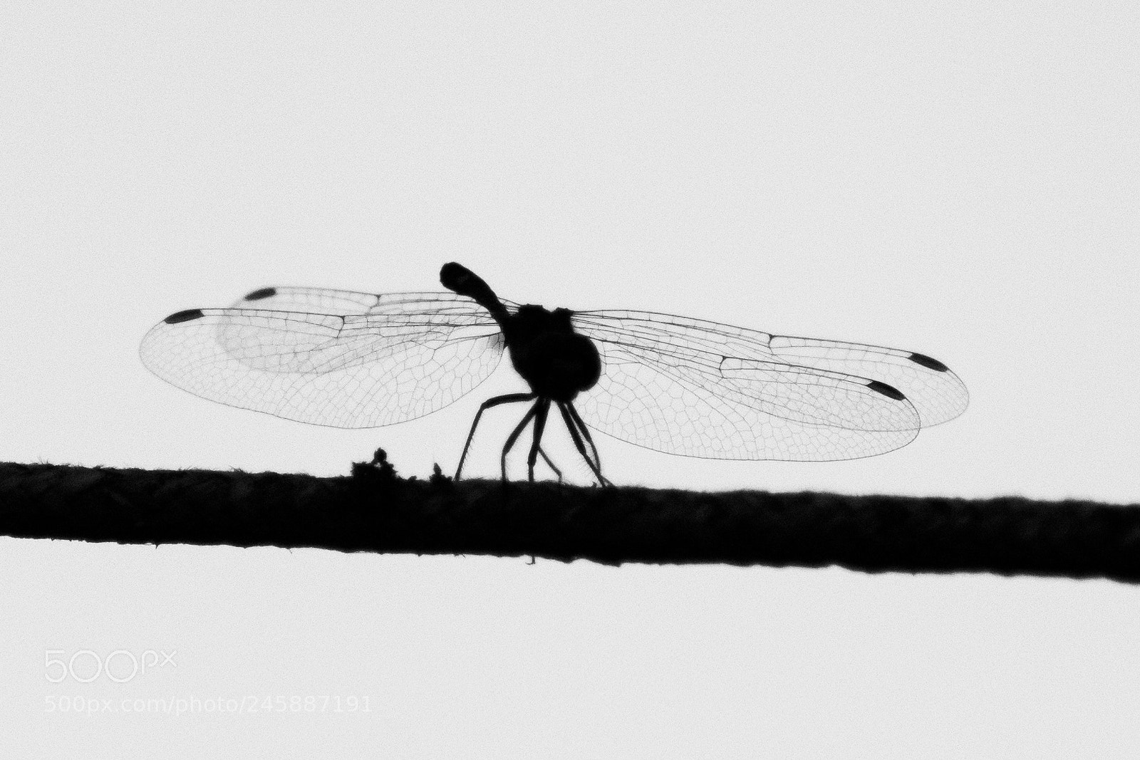 Nikon D7200 sample photo. 26059248408.jpg photography