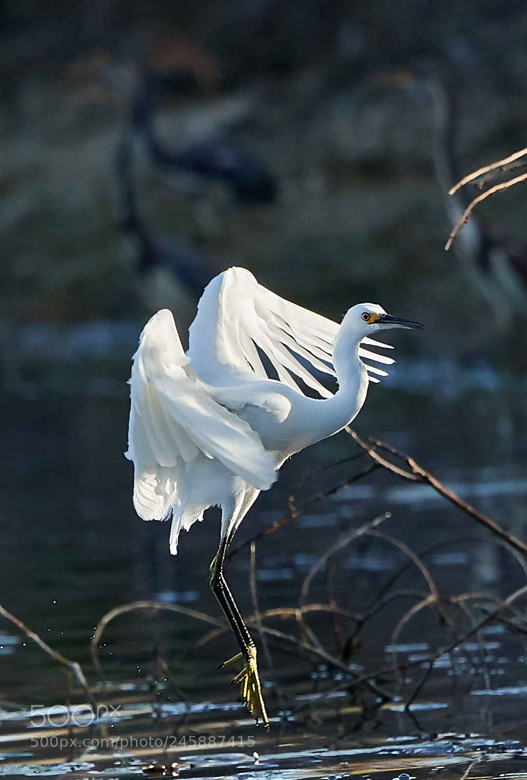 Canon EOS-1D X Mark II sample photo. 02-12-18-0003554.jpg photography