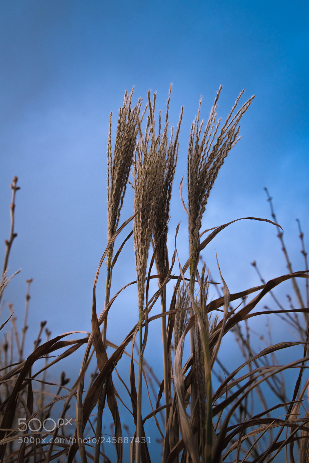 Nikon D5600 sample photo. Gräser photography