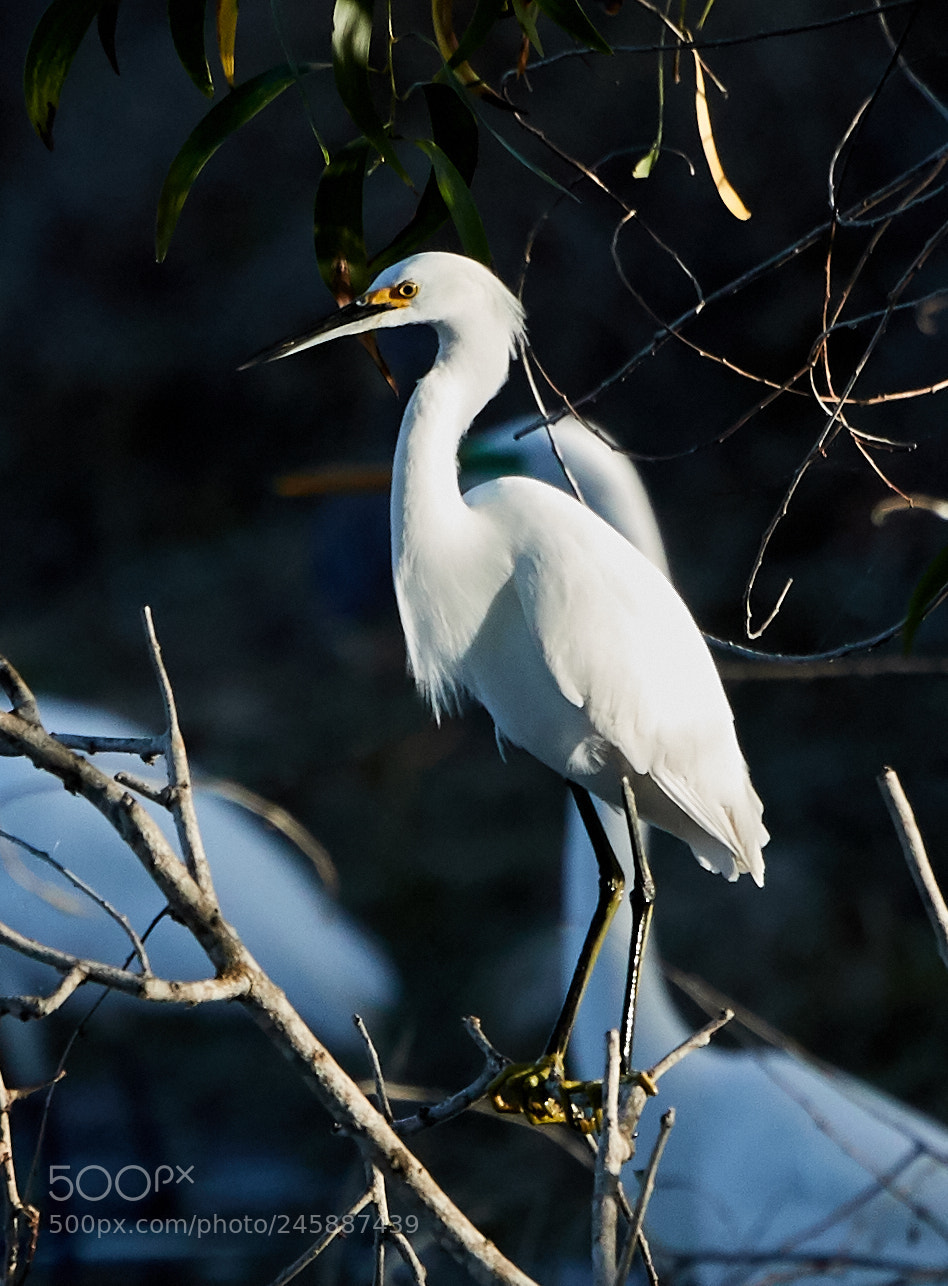 Canon EOS-1D X Mark II sample photo. 02-12-18-0003548.jpg photography