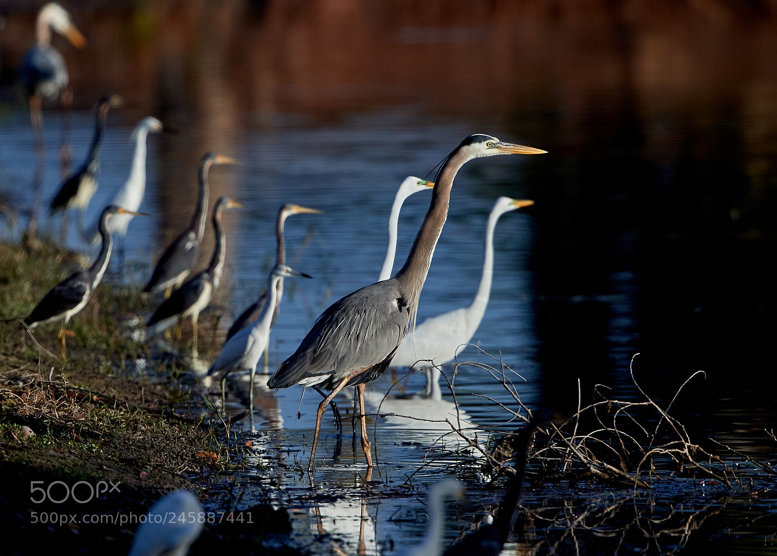 Canon EOS-1D X Mark II sample photo. 02-12-18-0003547.jpg photography