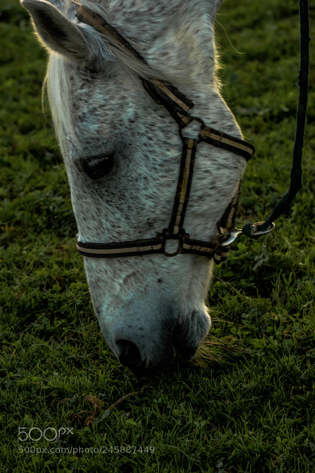 Nikon D5500 sample photo. Amh photography