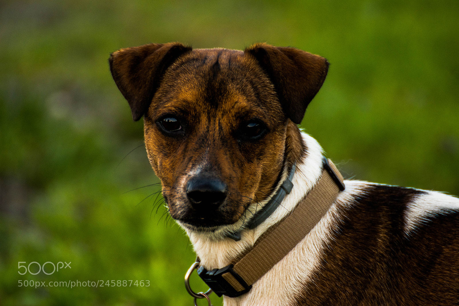 Nikon D5500 sample photo. Amh photography
