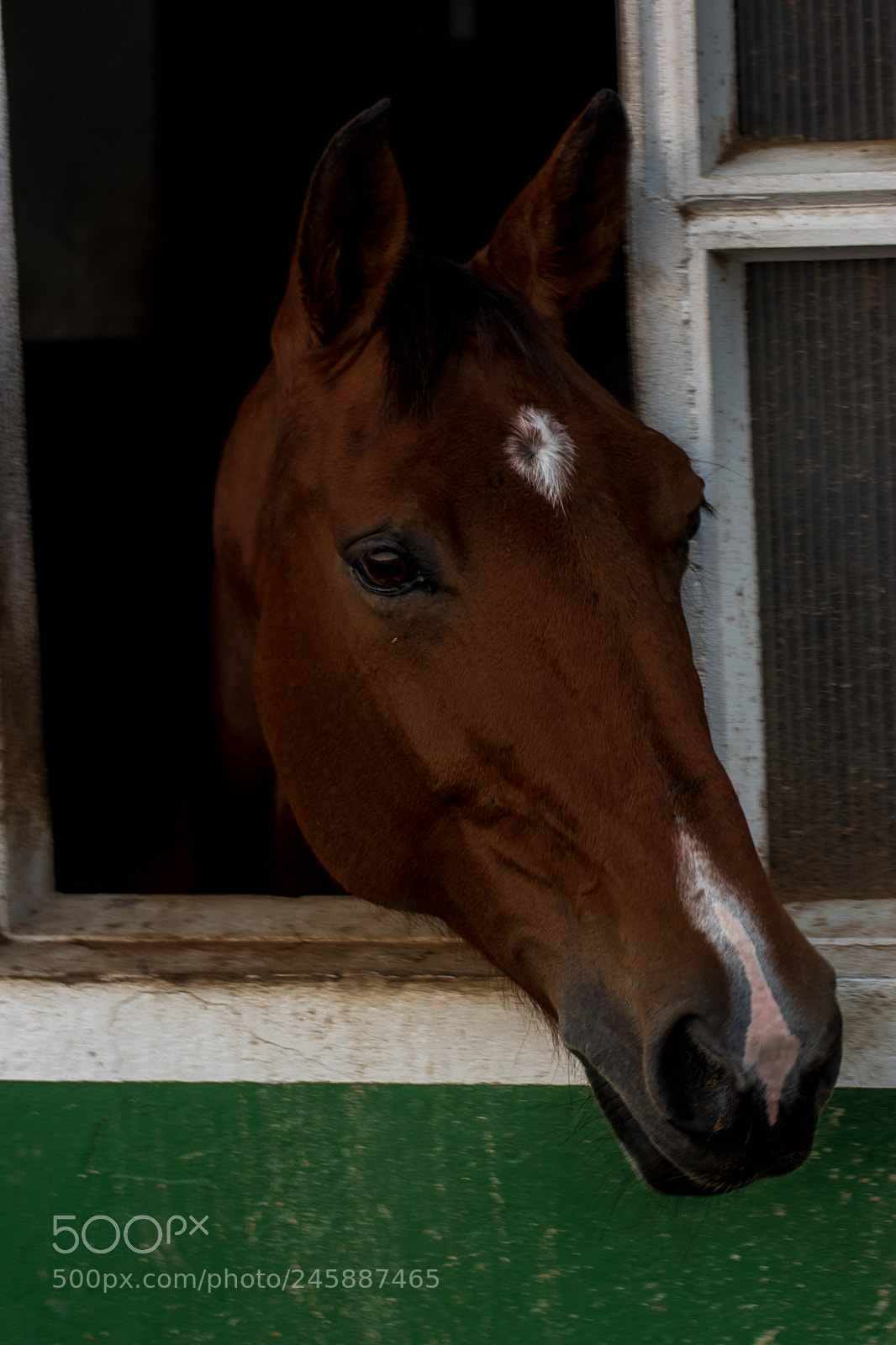 Nikon D5500 sample photo. Amh photography