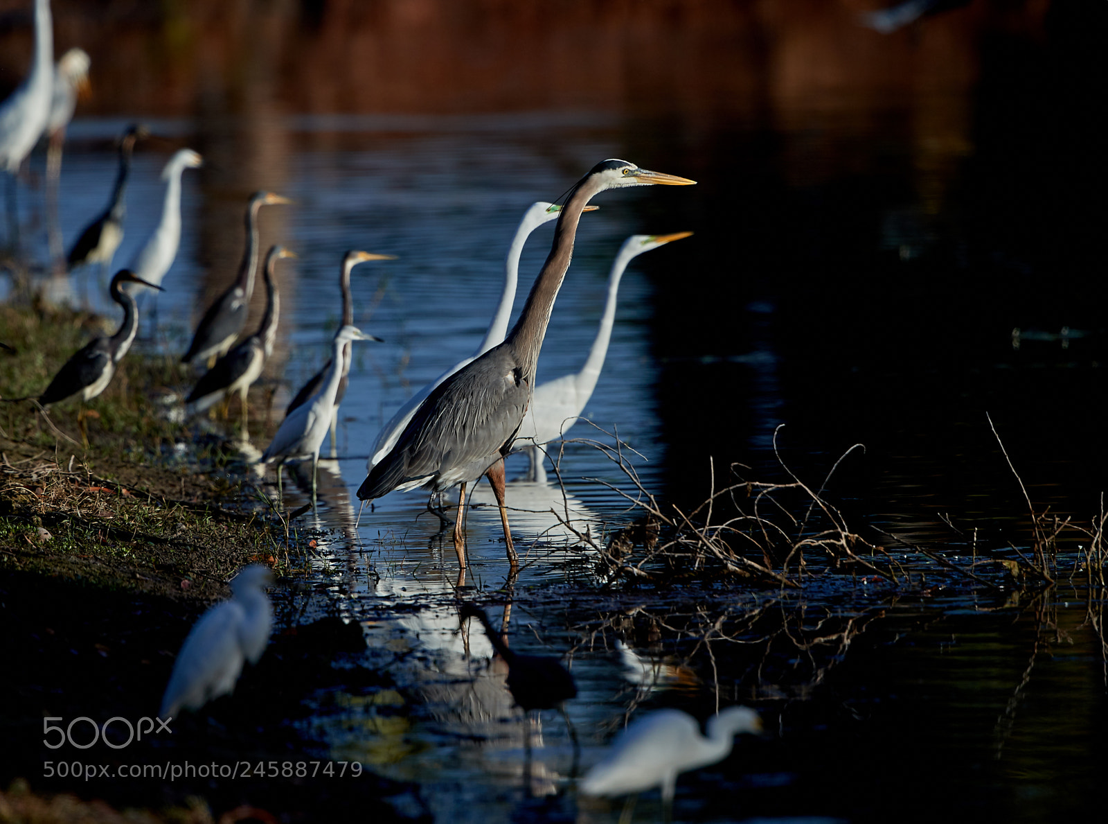 Canon EOS-1D X Mark II sample photo. 02-12-18-0003545.jpg photography