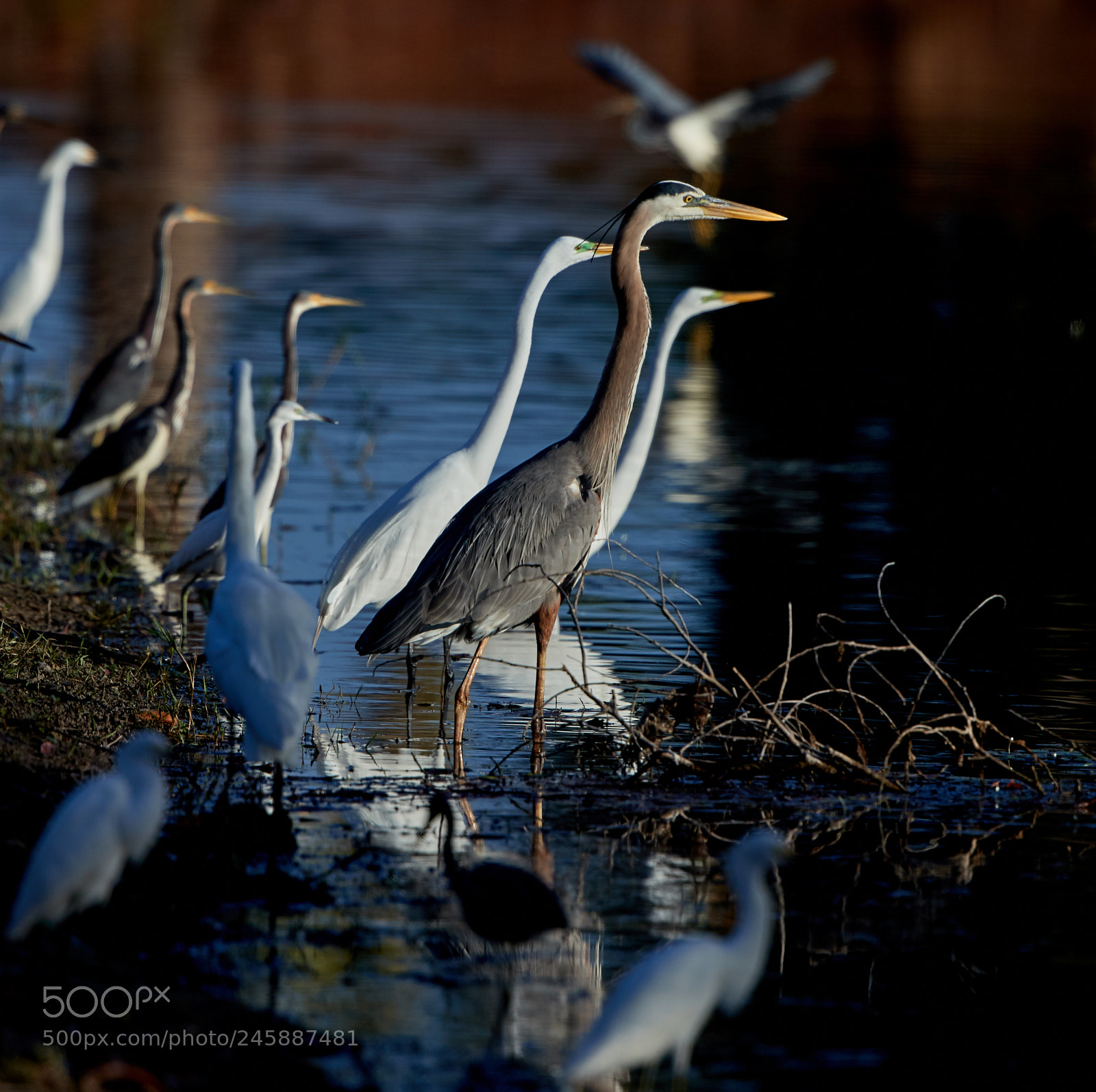 Canon EOS-1D X Mark II sample photo. 02-12-18-0003544.jpg photography