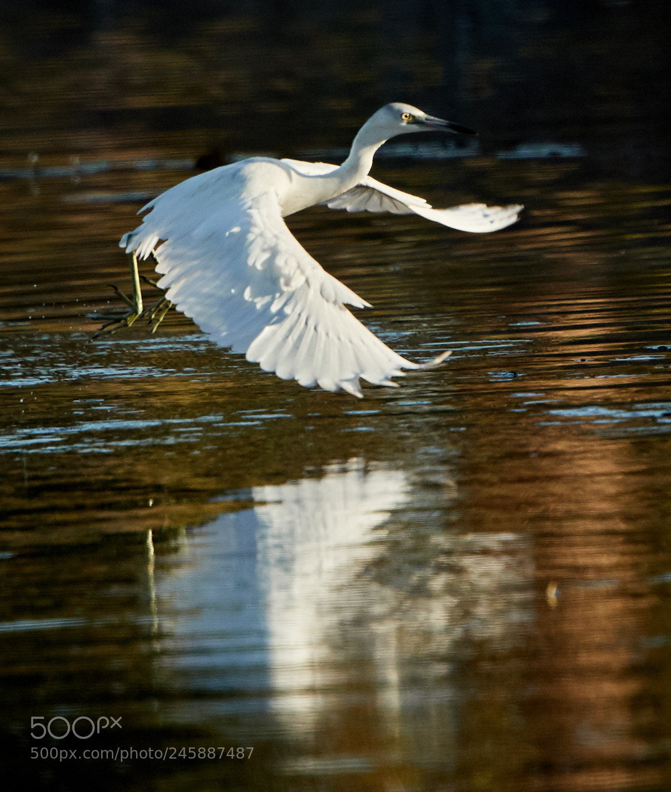 Canon EOS-1D X Mark II sample photo. 02-12-18-0003541.jpg photography