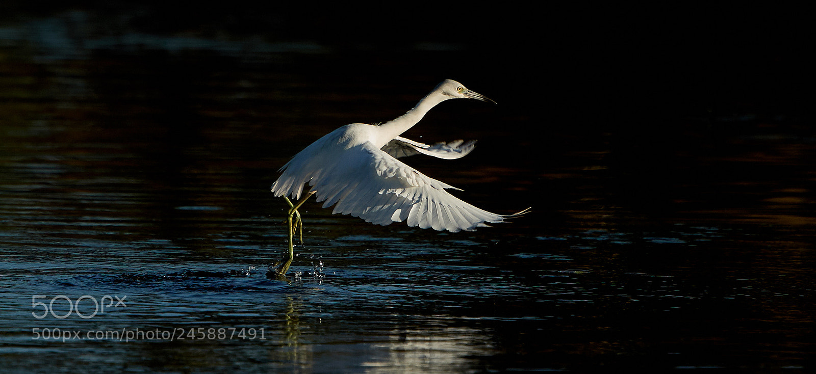 Canon EOS-1D X Mark II sample photo. 02-12-18-0003542.jpg photography