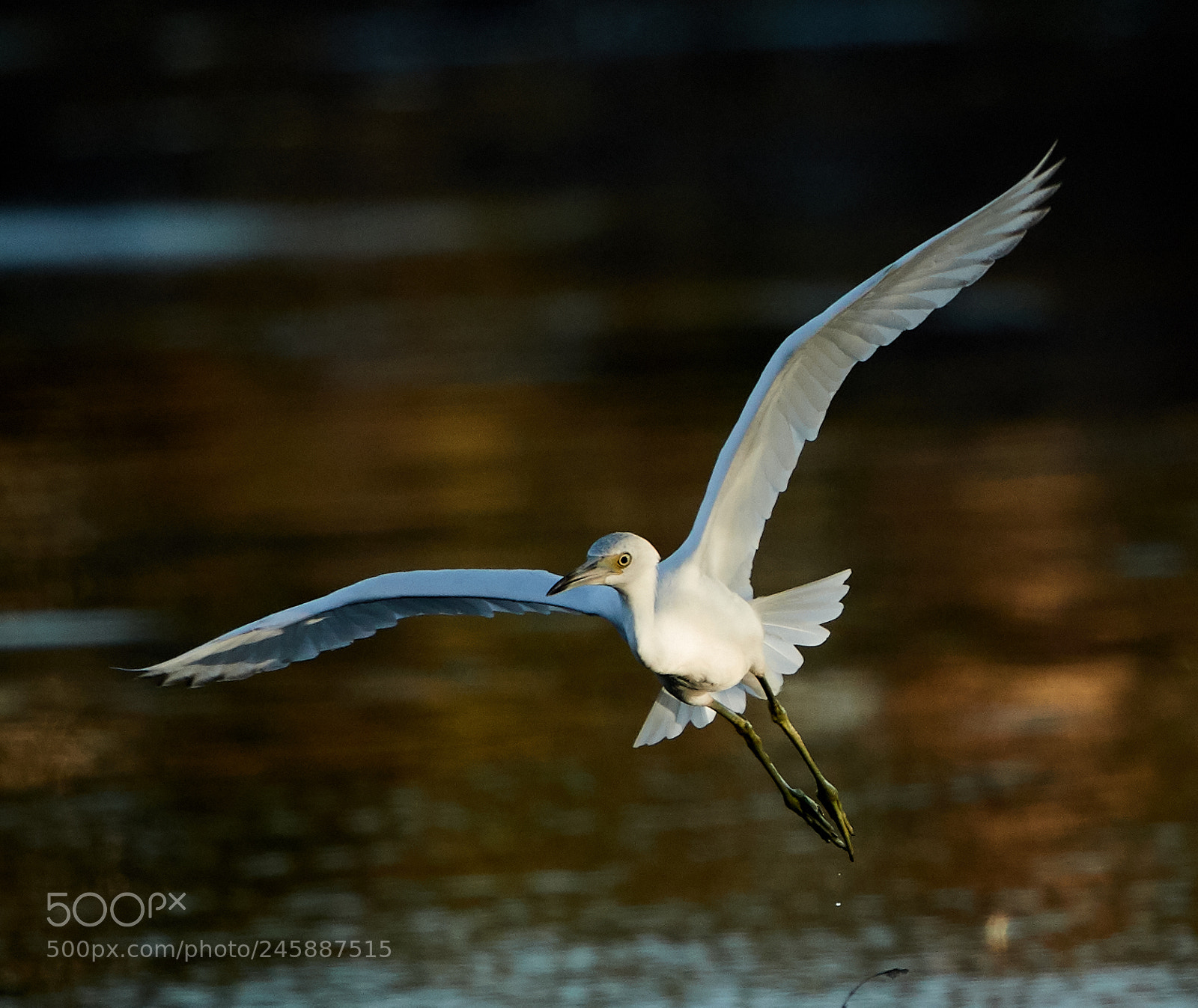 Canon EOS-1D X Mark II sample photo. 02-12-18-0003538.jpg photography