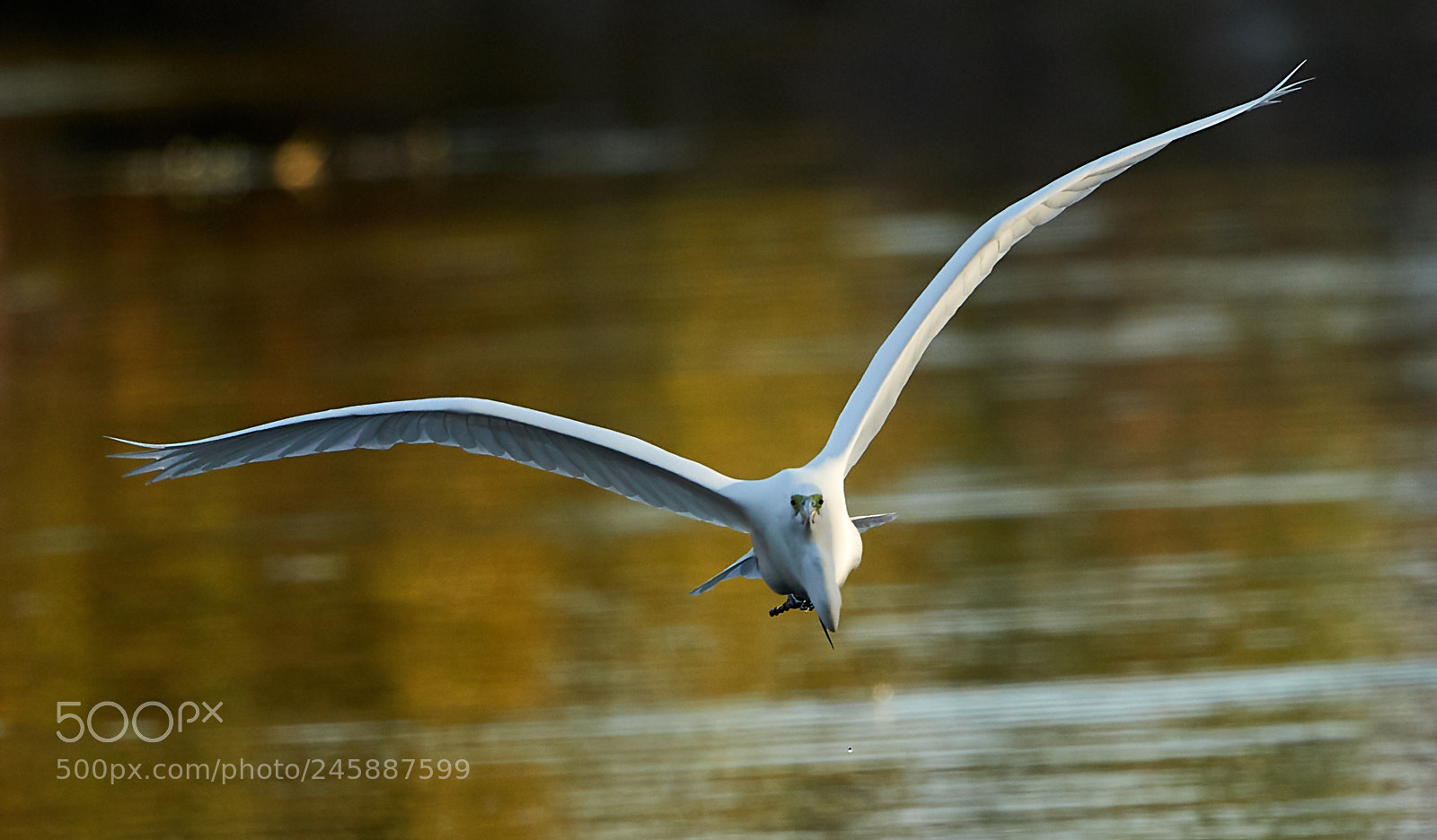 Canon EOS-1D X Mark II sample photo. 02-12-18-0003517.jpg photography