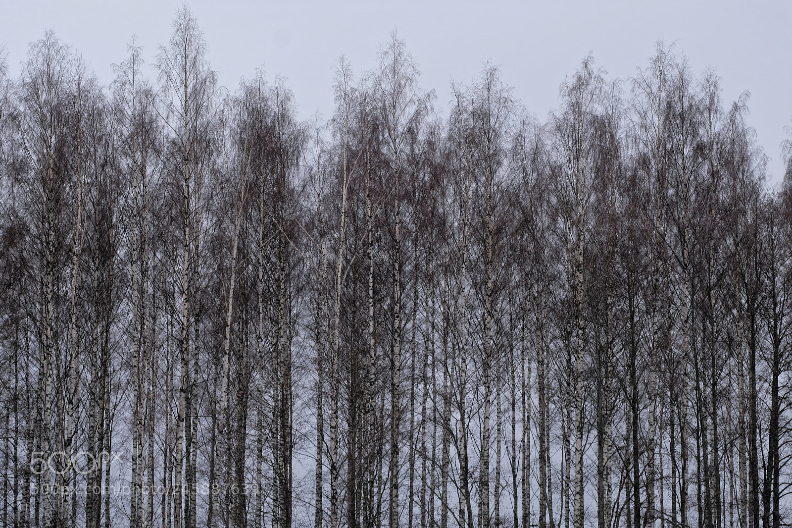 Fujifilm X-T2 sample photo. Trees photography