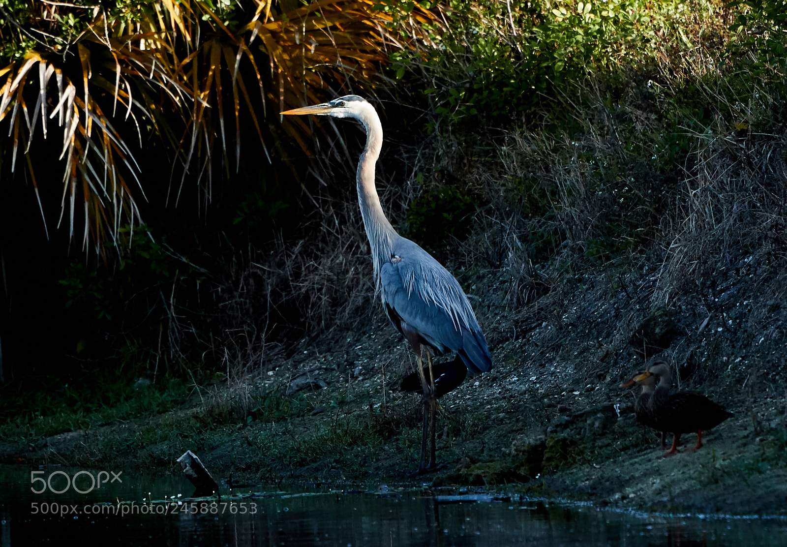 Canon EOS-1D X Mark II sample photo. 02-12-18-0003509.jpg photography