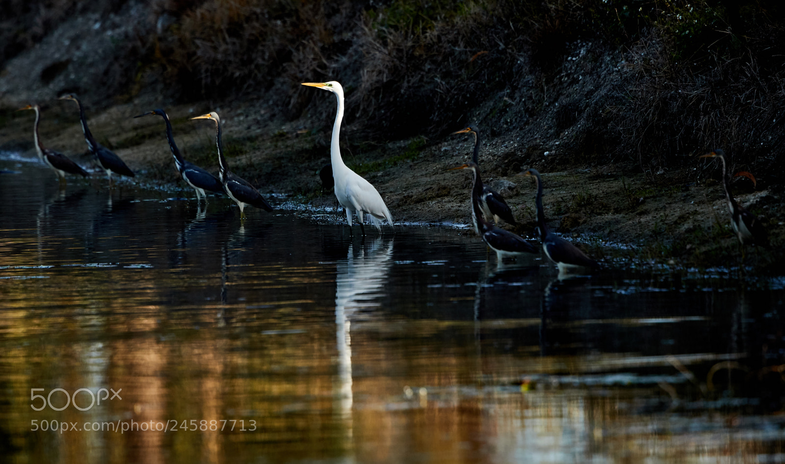 Canon EOS-1D X Mark II sample photo. 02-12-18-0003506.jpg photography