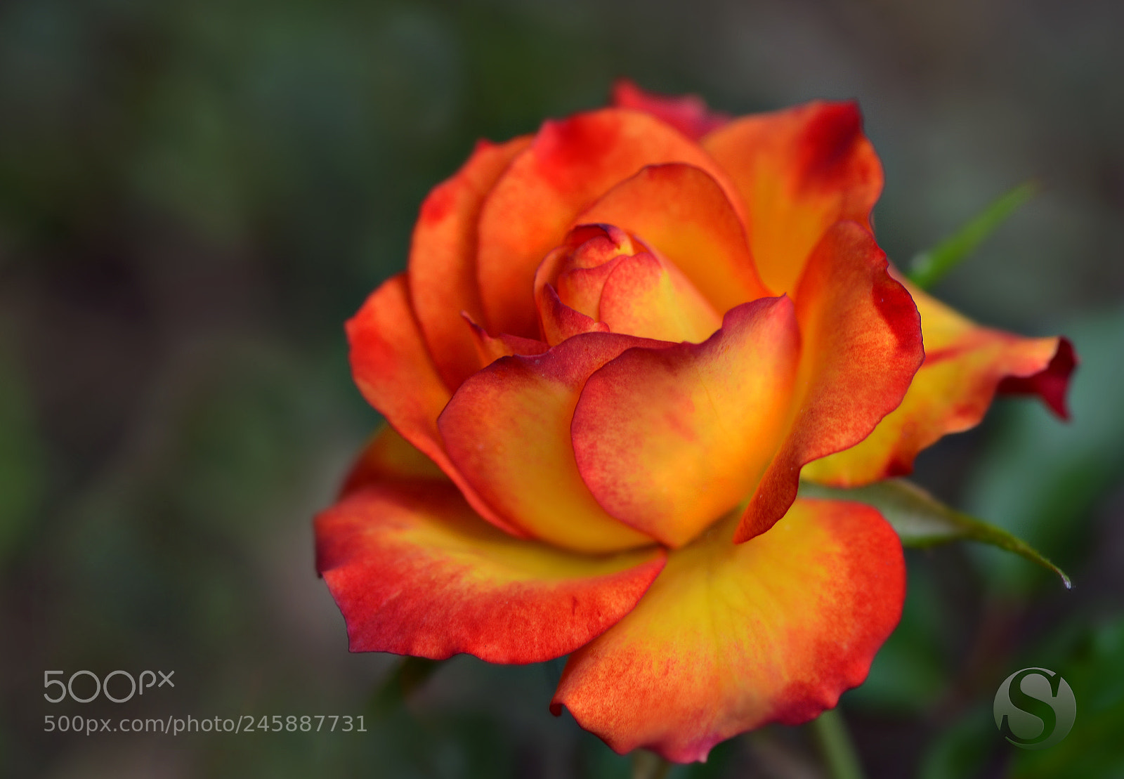 Nikon D5100 sample photo. Rose photography