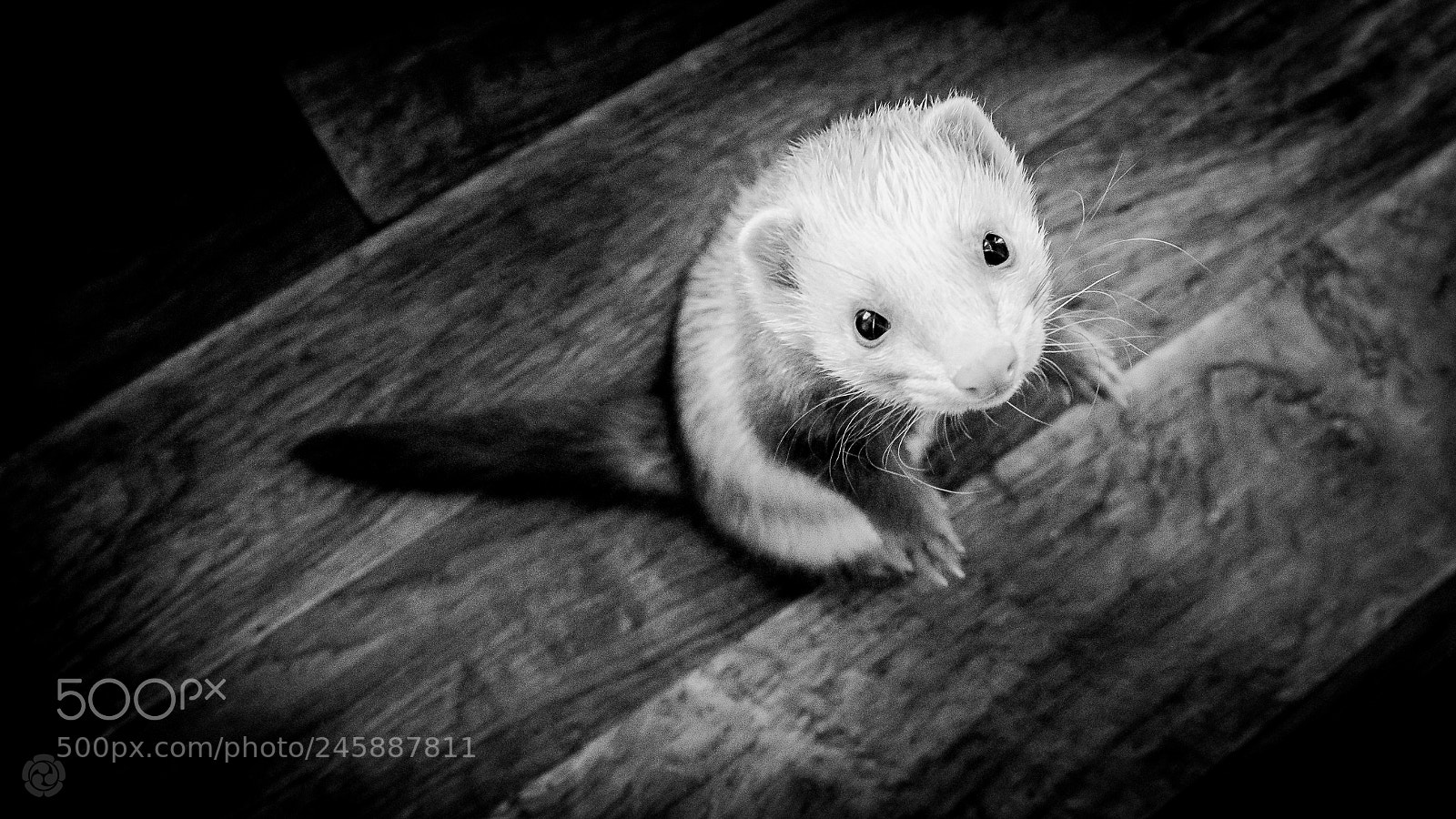 Sony ILCA-77M2 sample photo. Urban fauna - ferret photography