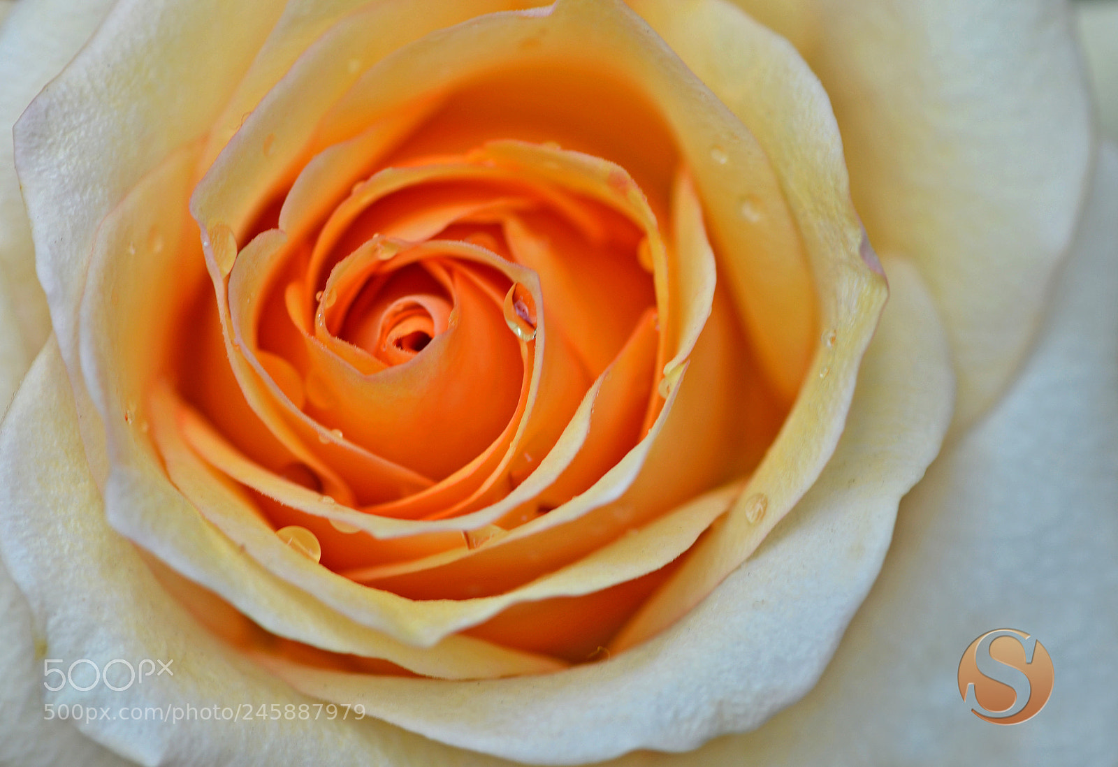Nikon D5100 sample photo. Rose photography
