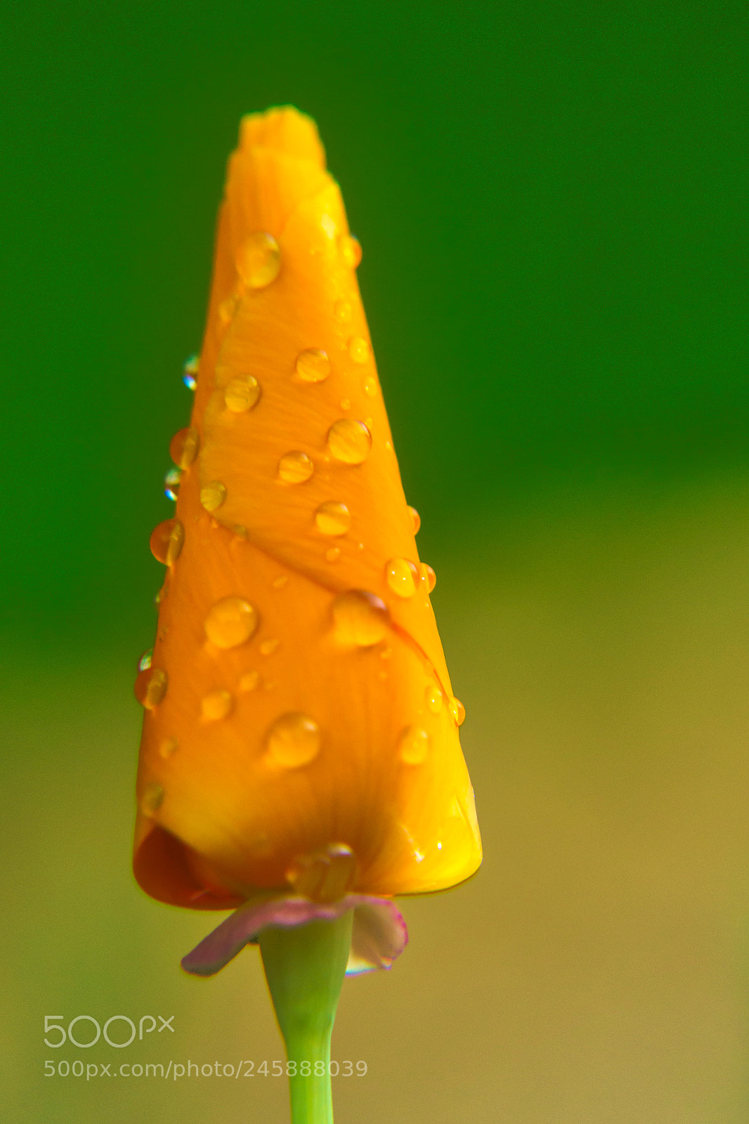 Nikon D3100 sample photo. California poppy photography