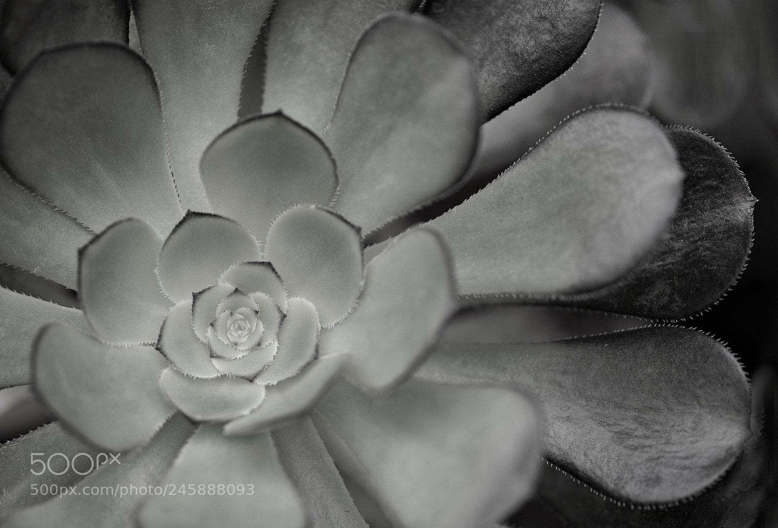 Nikon D5100 sample photo. Aaa photography