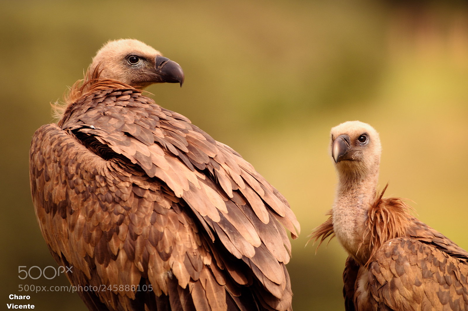 Nikon D610 sample photo. Buitre leonado​ (gyps fulvus) photography