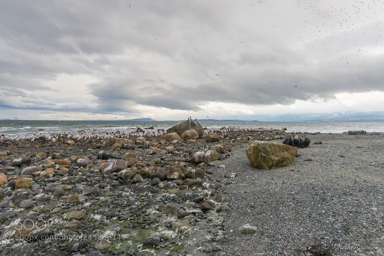 Nikon D610 sample photo. Birds birds birds... photography
