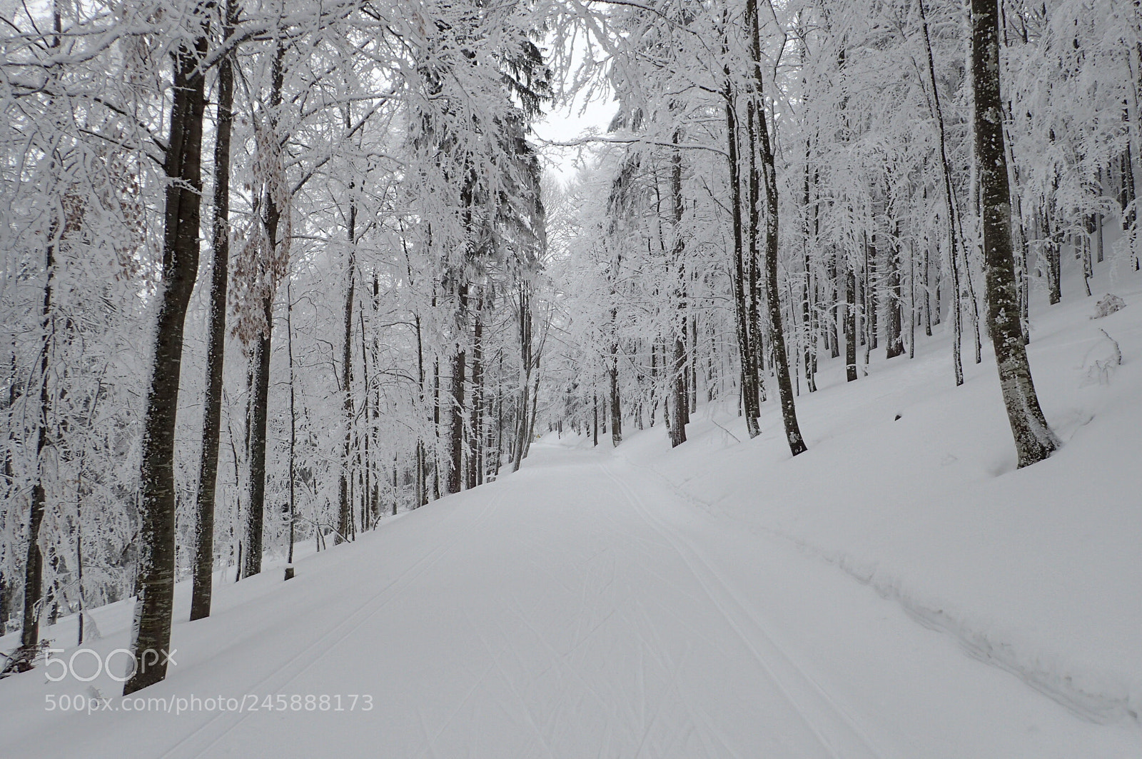 Olympus TG-4 sample photo. Nordic photography