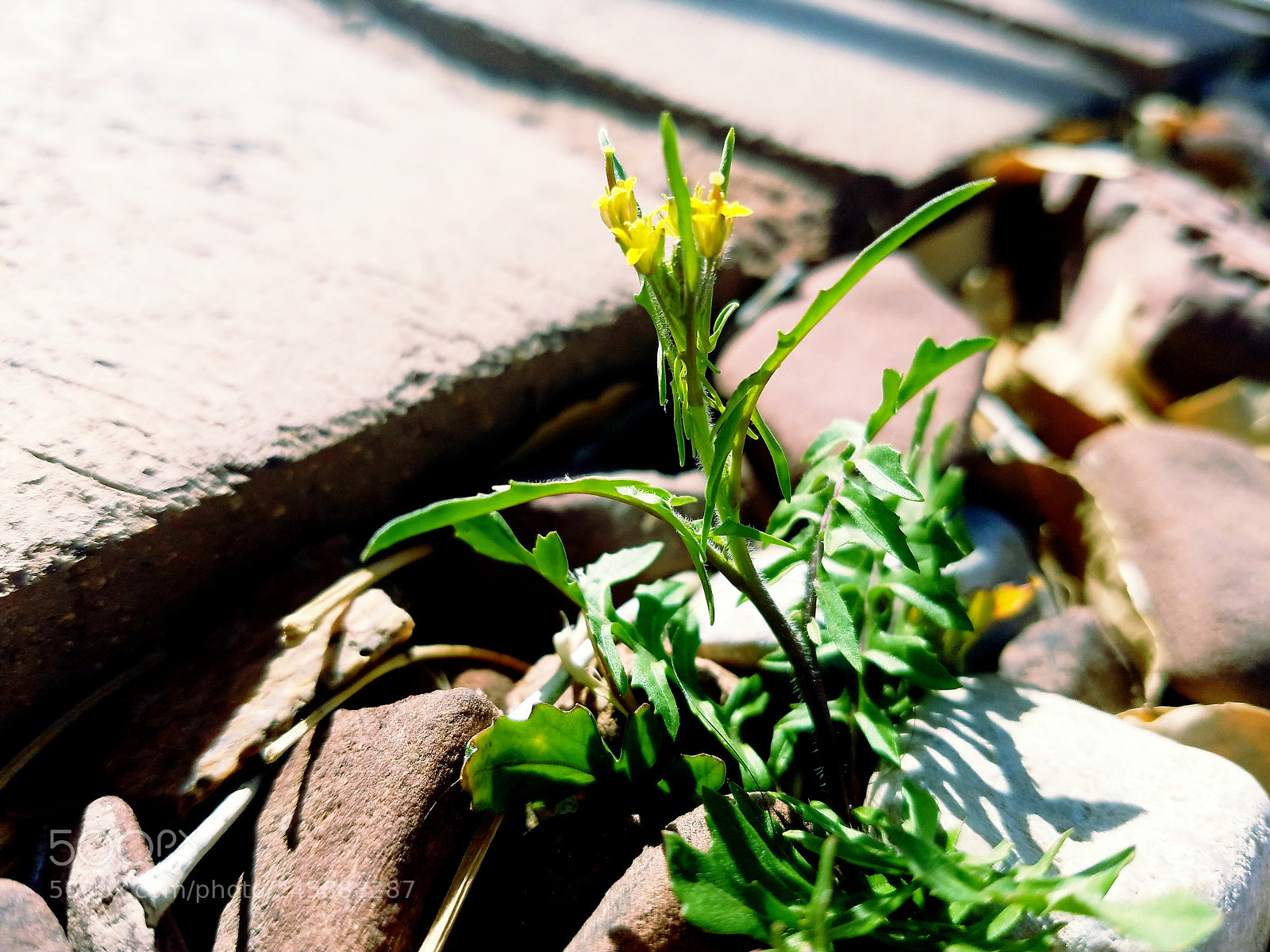 Samsung Galaxy S7 sample photo. ? photography