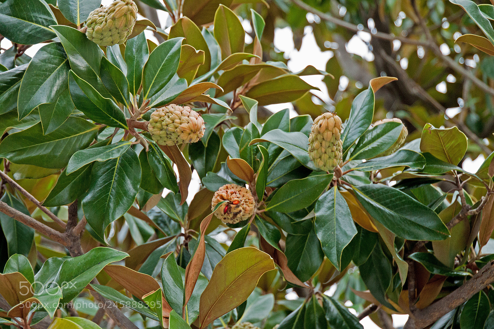 Canon EOS 50D sample photo. Unbekannte frucht photography