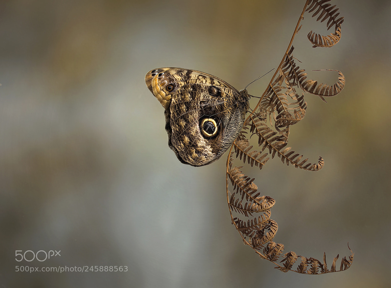 Canon EOS 60D sample photo. Camouflaged...... photography