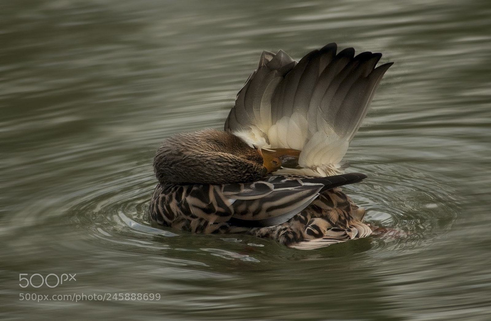 Canon EOS 50D sample photo. Care of my feathers photography