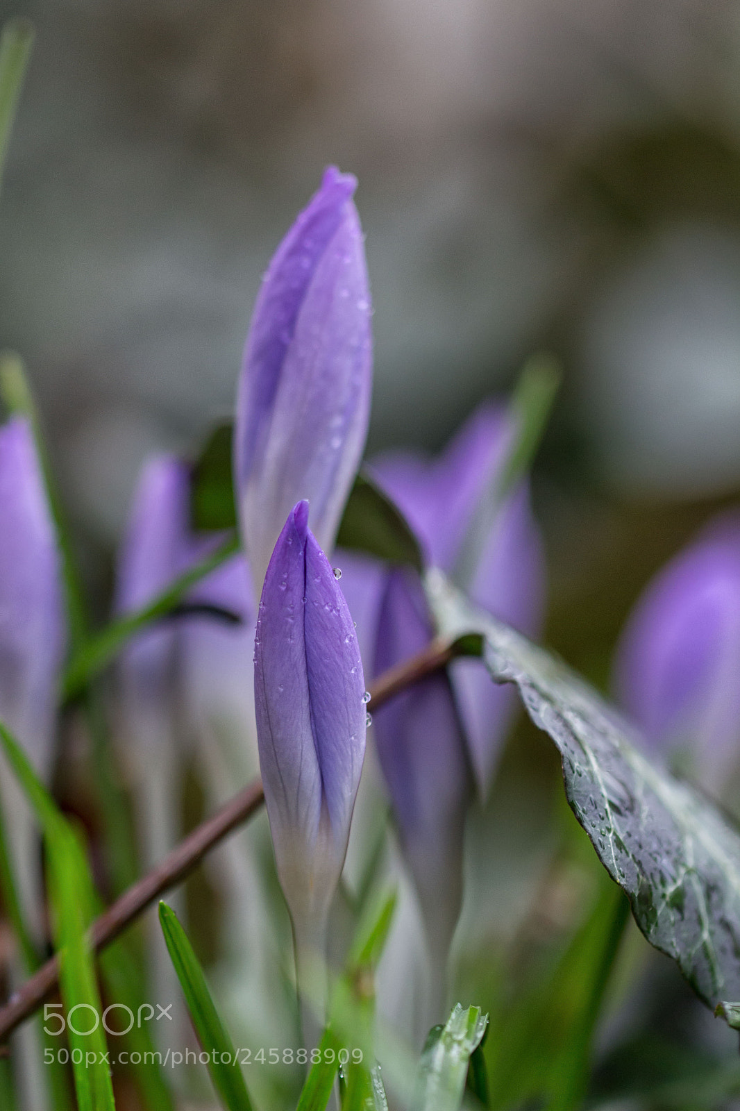 Canon EOS 700D (EOS Rebel T5i / EOS Kiss X7i) sample photo. Crocus photography