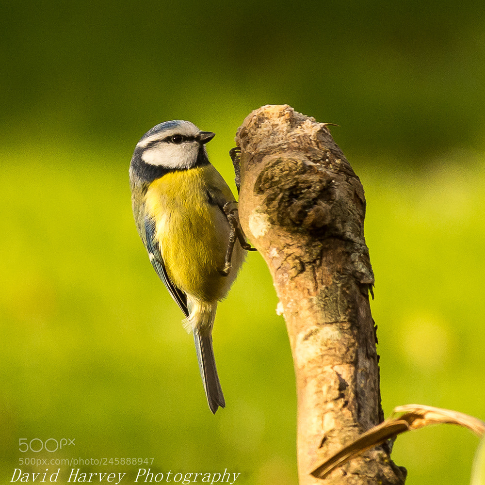 Nikon D7200 sample photo. Blue tit photography