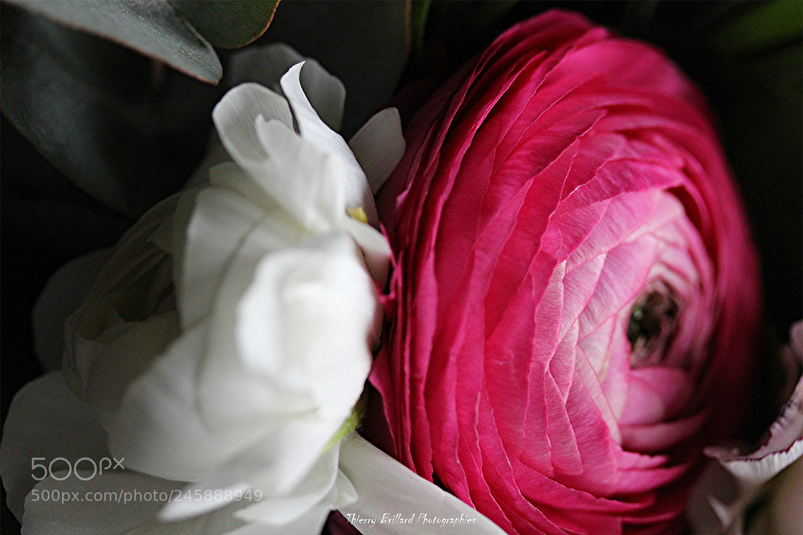 Canon EOS 600D (Rebel EOS T3i / EOS Kiss X5) sample photo. Duo de renoncules photography