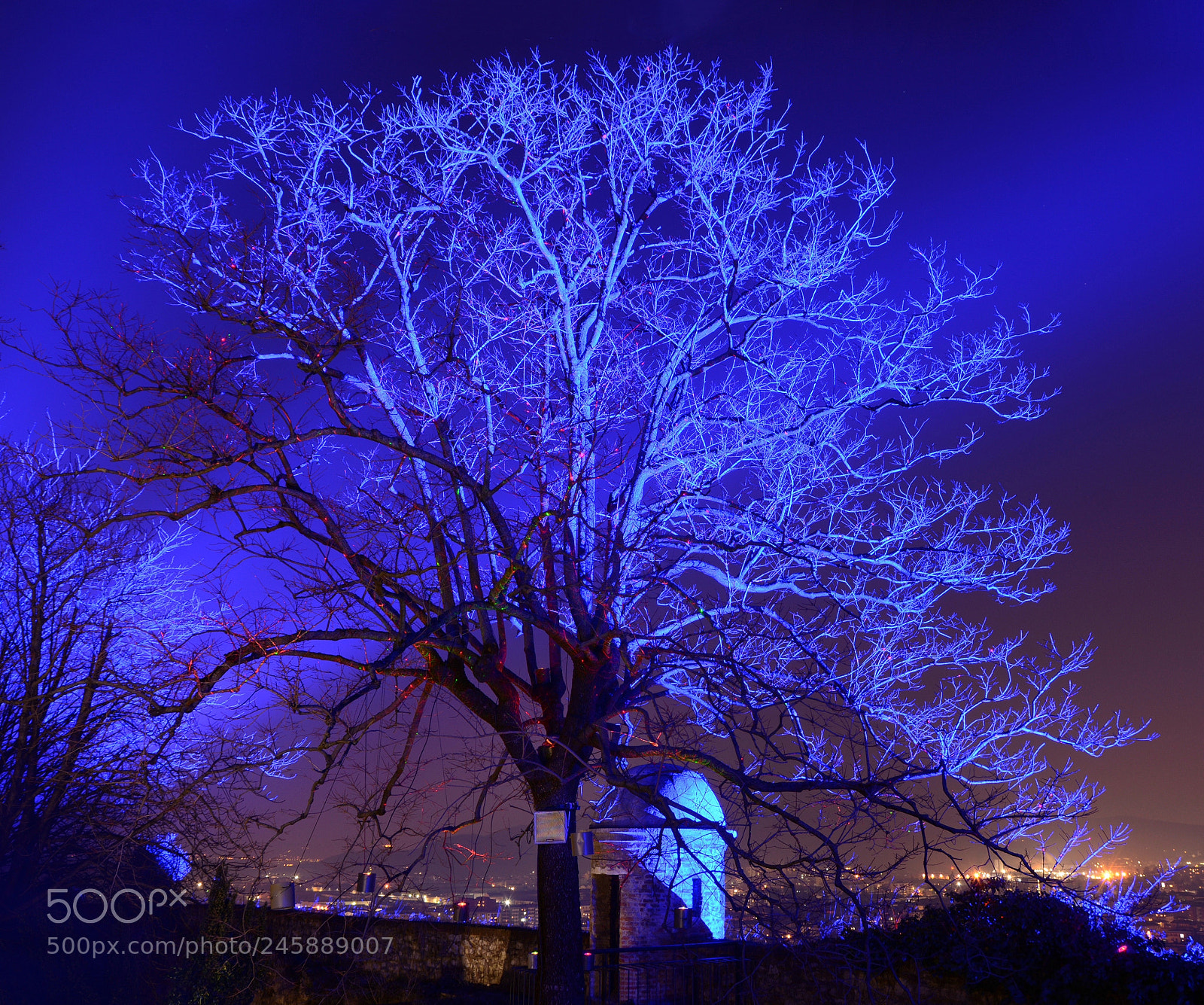 Nikon D7100 sample photo. Blue tree at cidneon photography