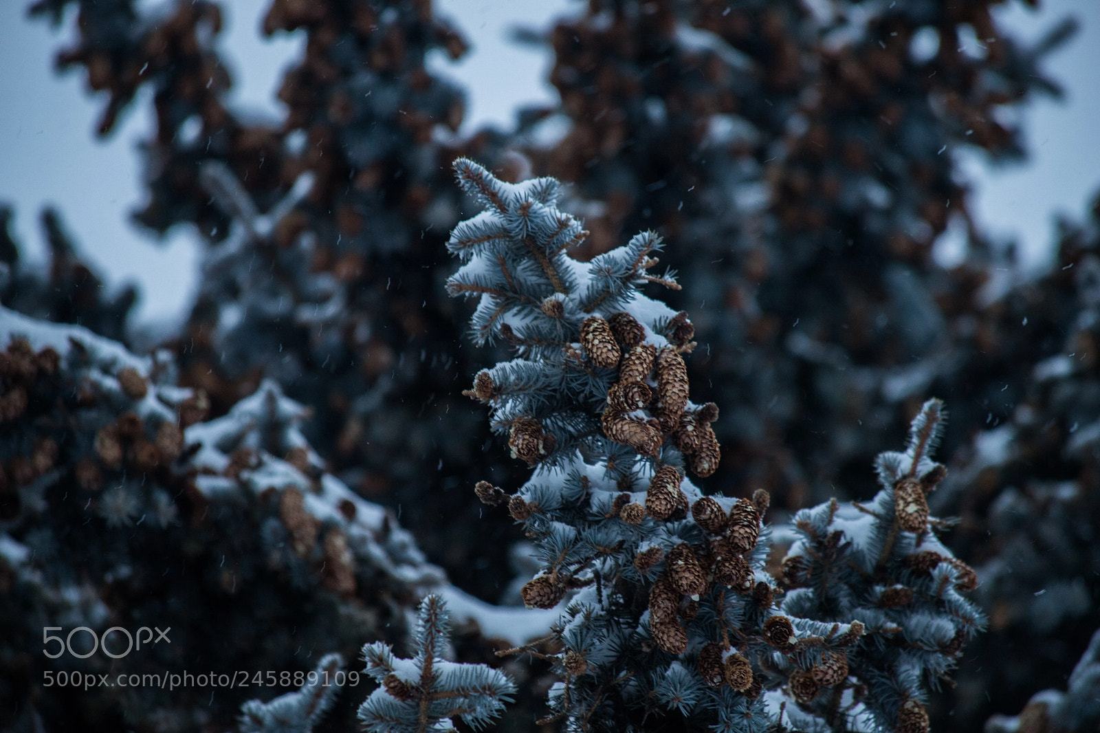 Canon EOS 6D Mark II sample photo. Toronto park pine tree photography