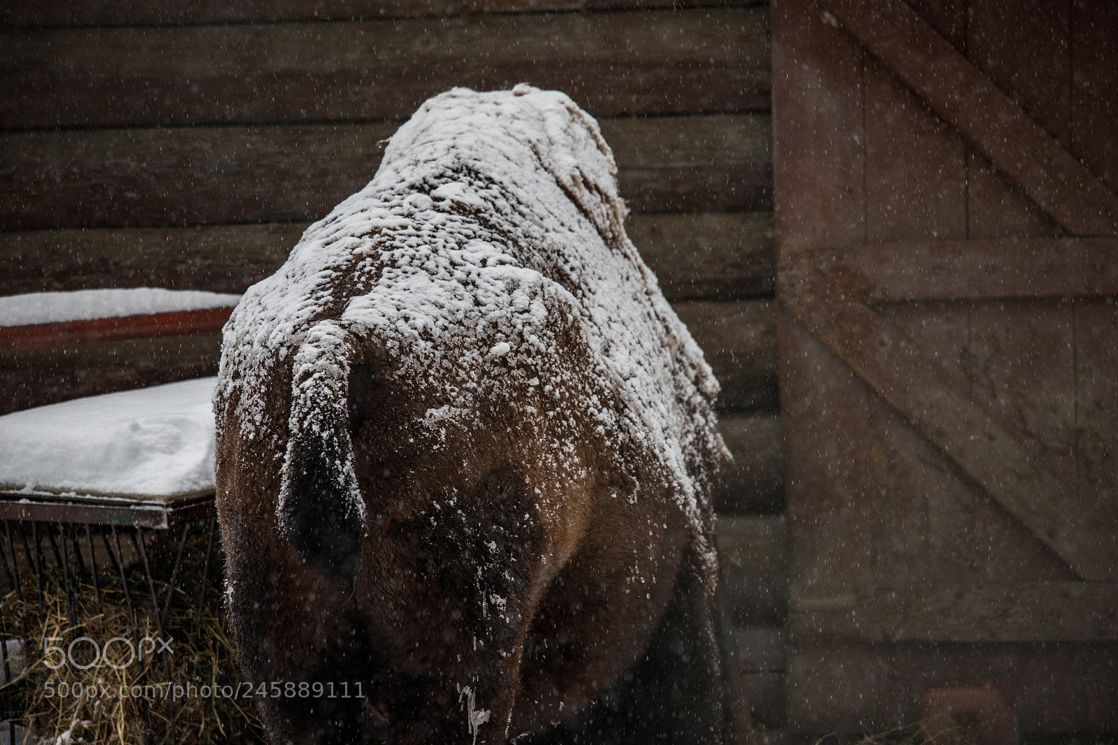 Canon EOS 6D Mark II sample photo. Toronto wildlife bison from photography