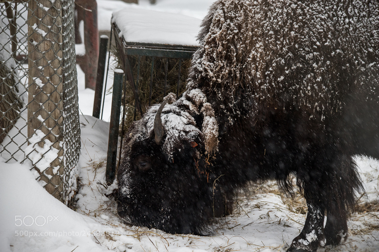 Canon EOS 6D Mark II sample photo. { toronto wildlife } bison photography
