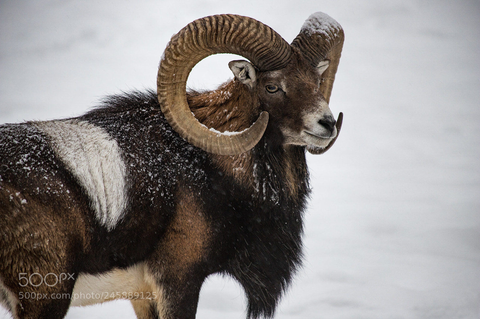 Canon EOS 6D Mark II sample photo. Toronto wildlife moufflon ovis photography