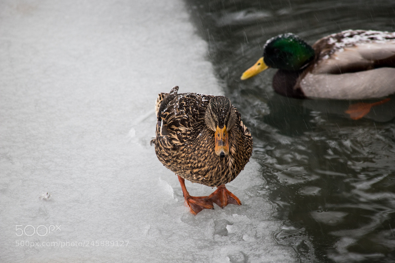 Canon EOS 6D Mark II sample photo. Toronto wildlife posing winter photography
