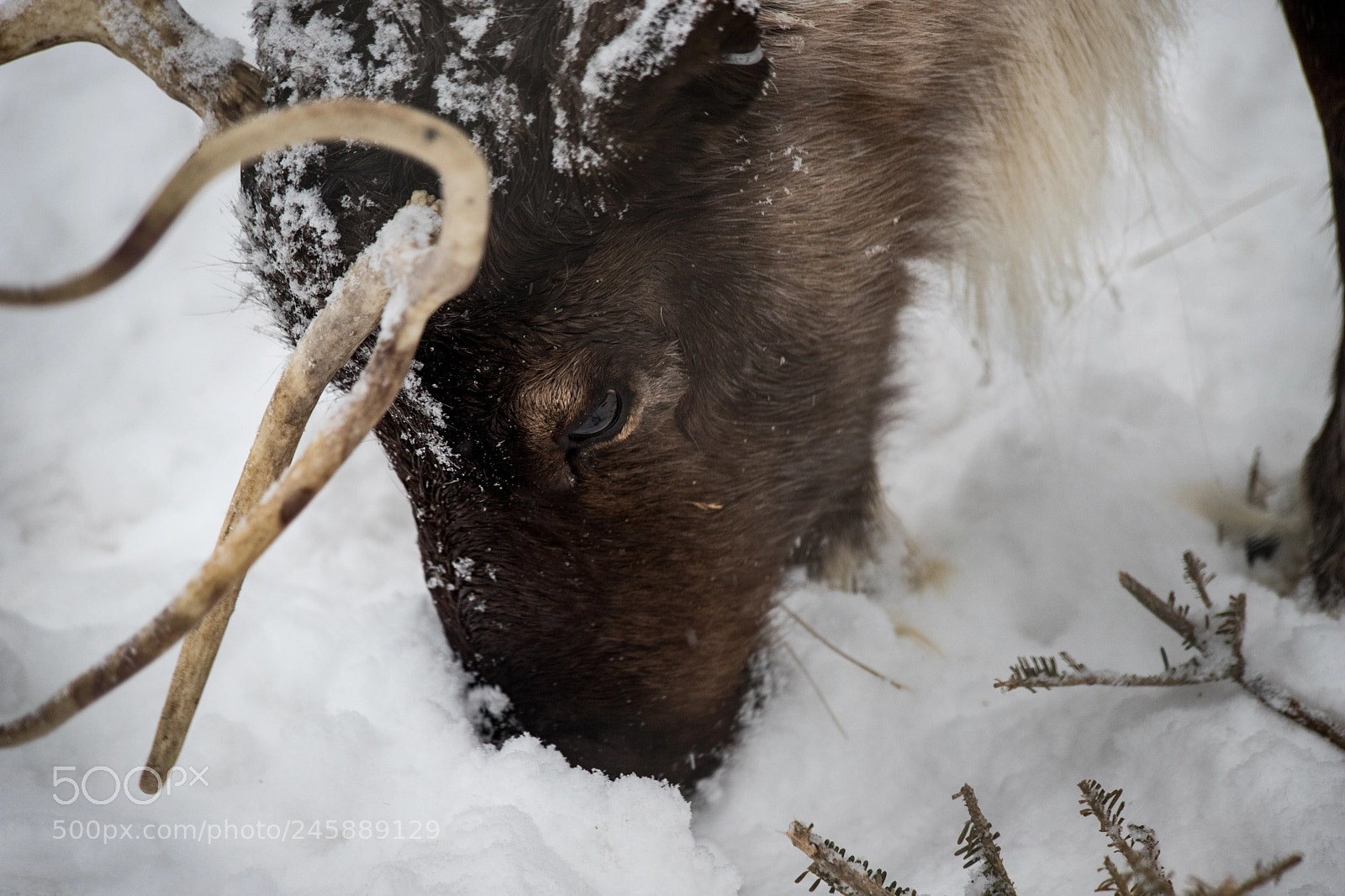 Canon EOS 6D Mark II sample photo. { toronto wildlife } reindeer photography