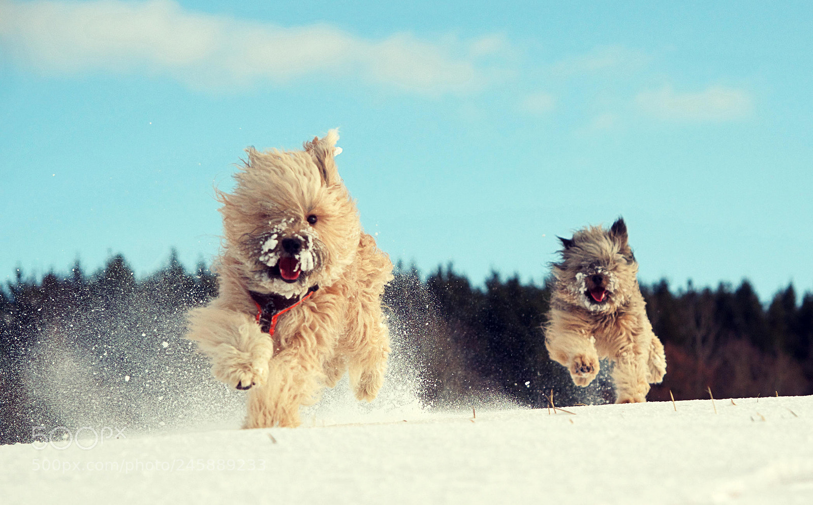 Nikon D5100 sample photo. Winter fun photography