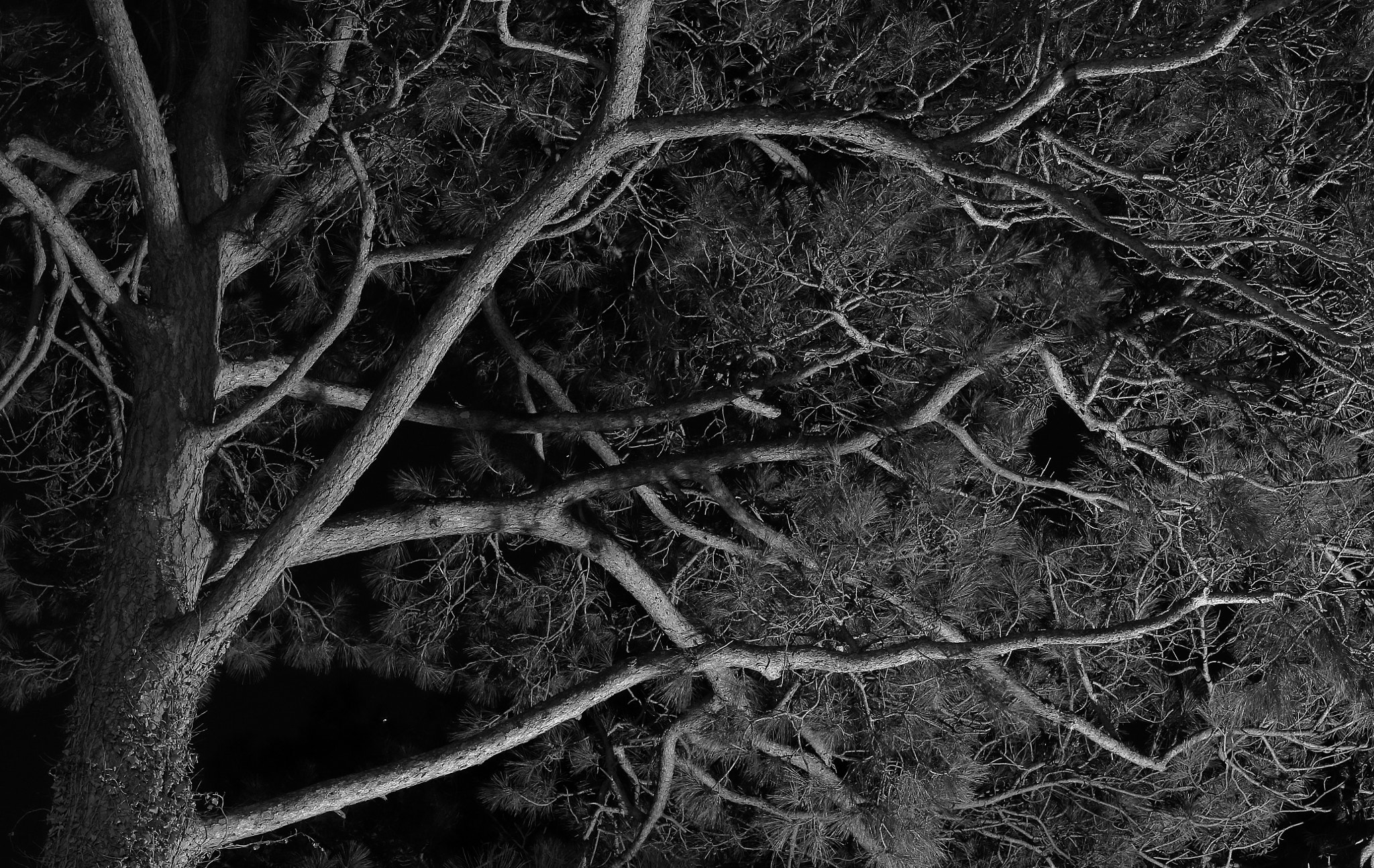 Canon EOS 450D (EOS Rebel XSi / EOS Kiss X2) sample photo. Stone pine by night photography