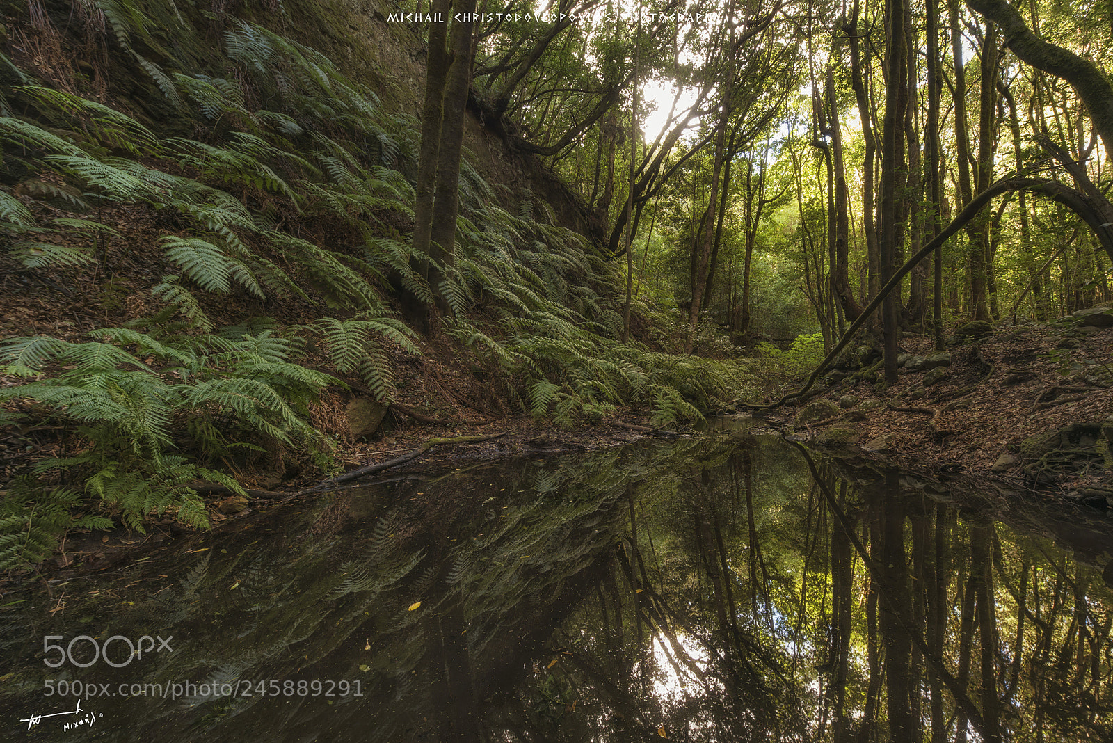 Nikon D810 sample photo. El cedro (la gomera) photography