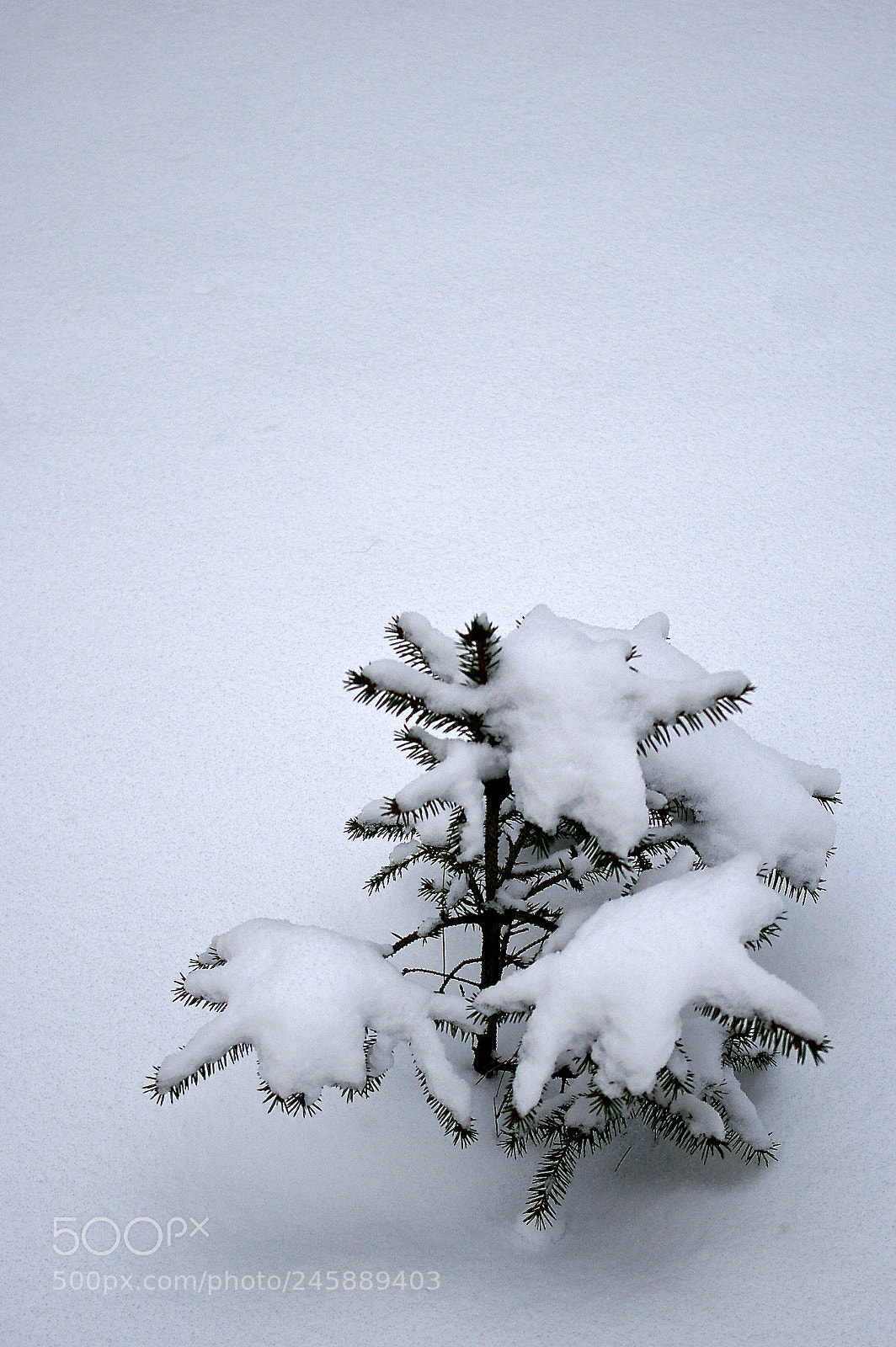 Pentax K100D sample photo. Snow photography