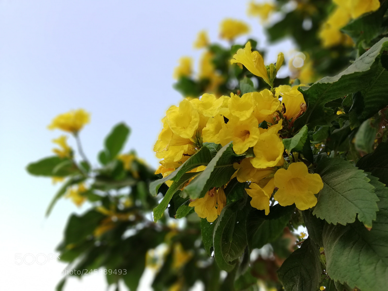 HUAWEI nova 2i sample photo. Yellow flower photography