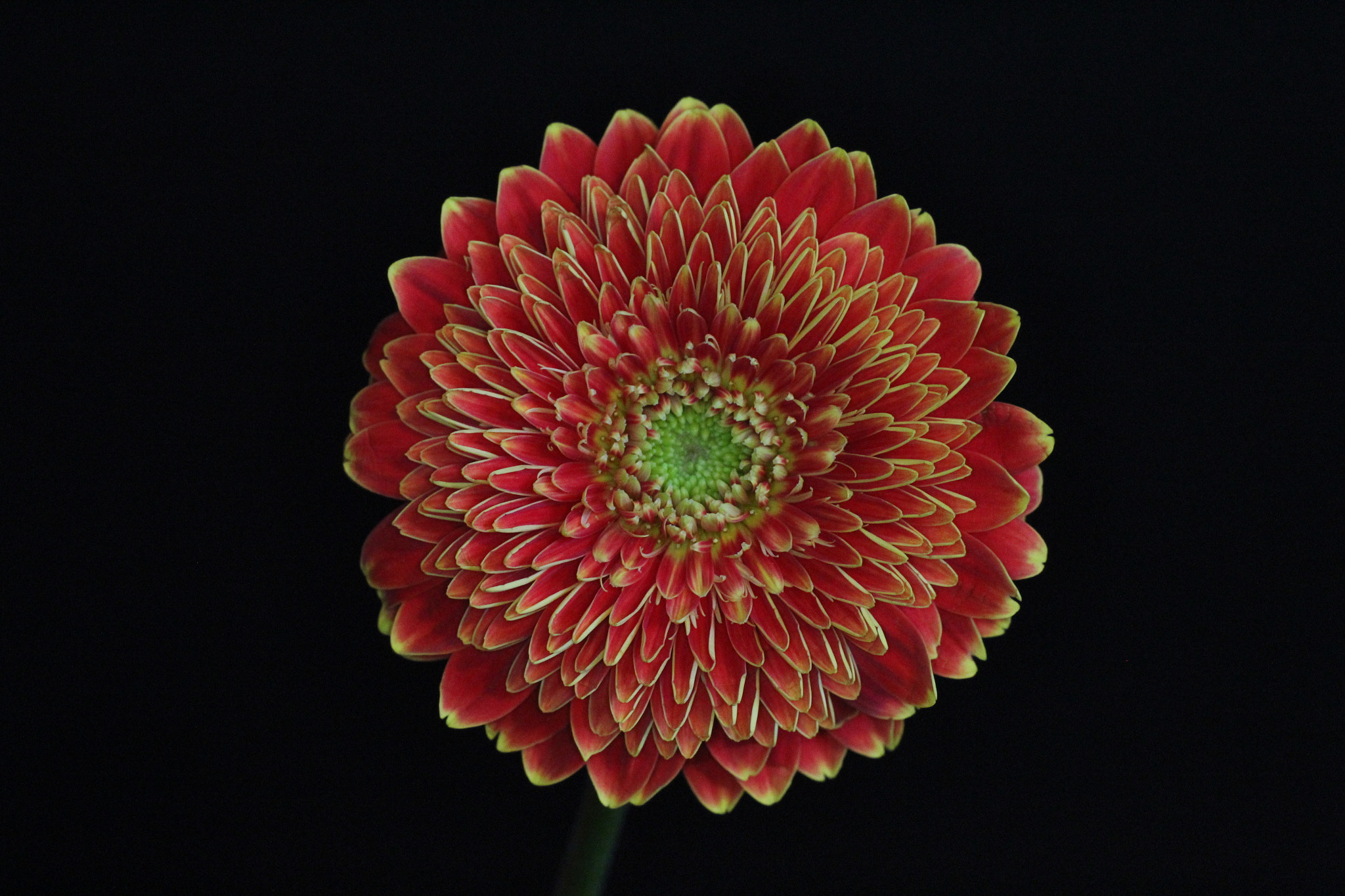 Canon EF-S 35mm F2.8 Macro IS STM sample photo. Gerbera photography