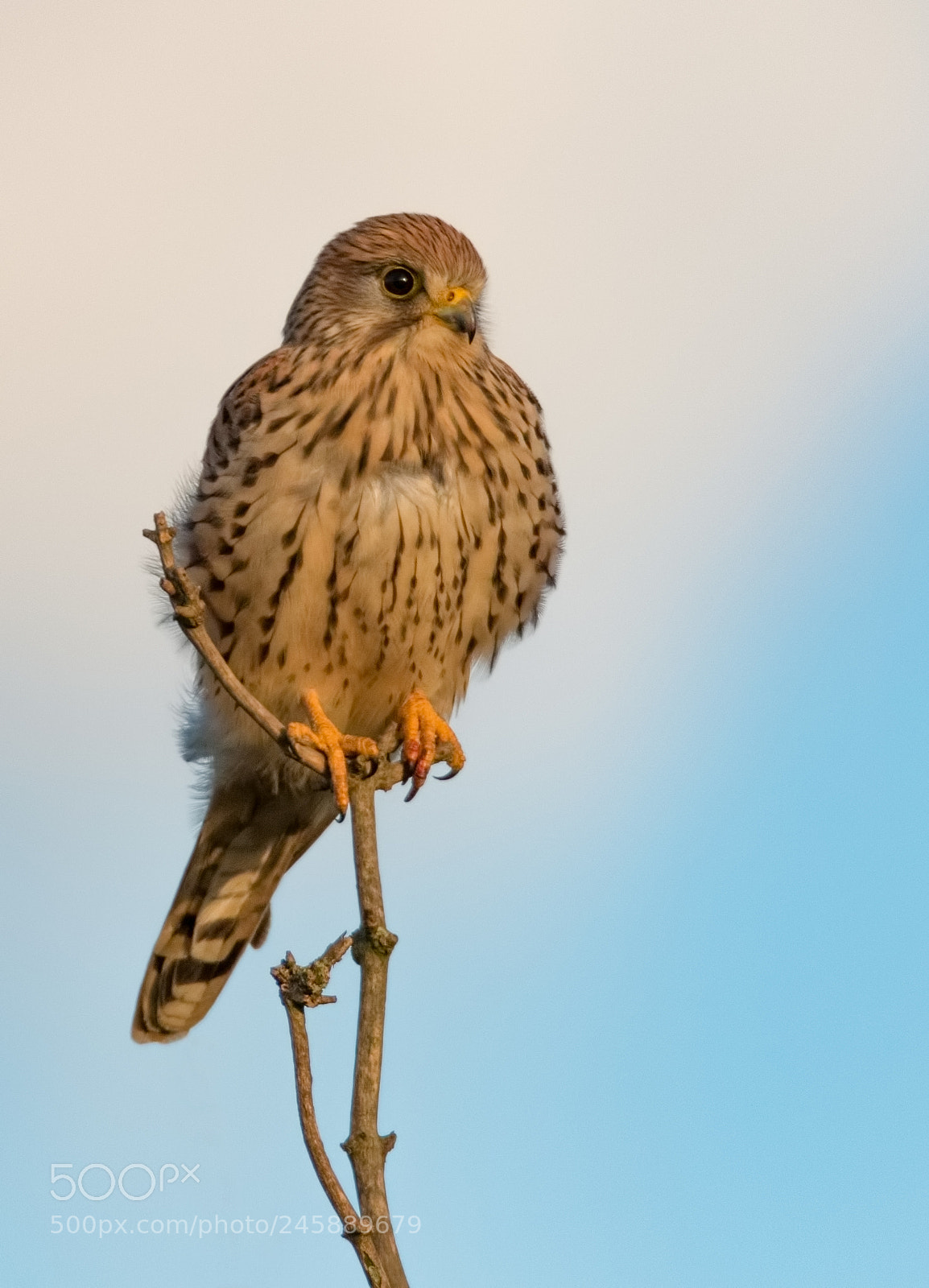 Canon EOS 7D Mark II sample photo. Kestrel on the lookout photography