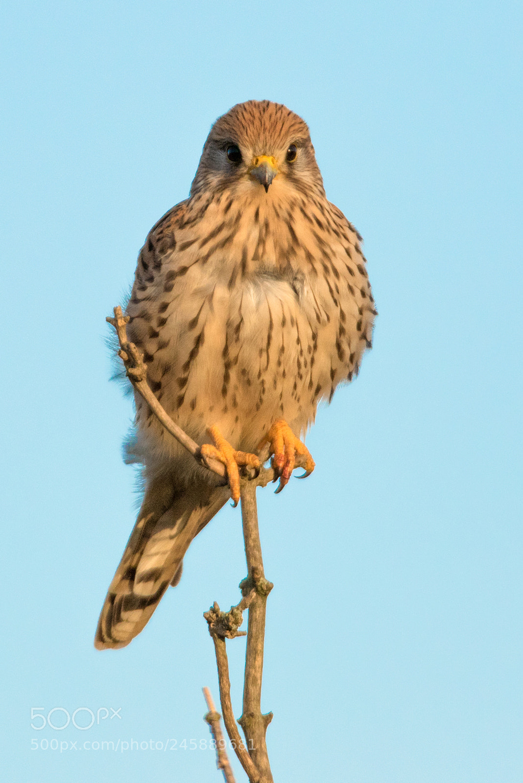 Canon EOS 7D Mark II sample photo. Kestrel on the lookout photography