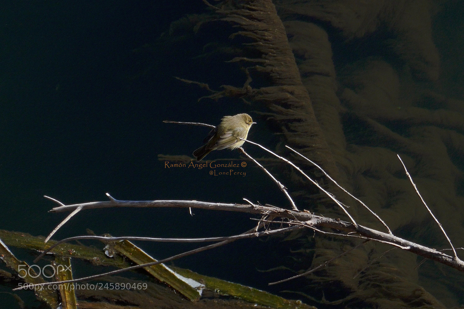 Panasonic Lumix DMC-ZS100 (Lumix DMC-TZ100) sample photo. Common chiffchaff perched on photography