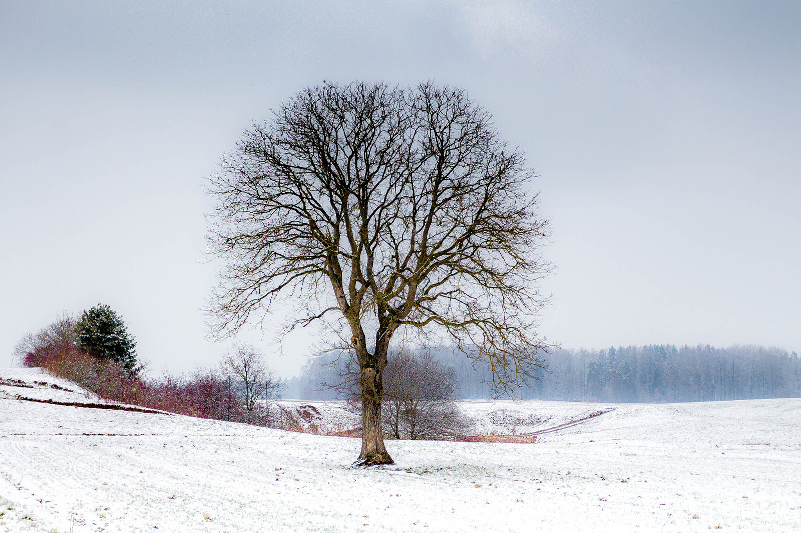 Canon EOS 700D (EOS Rebel T5i / EOS Kiss X7i) sample photo. Winter silent - the photography